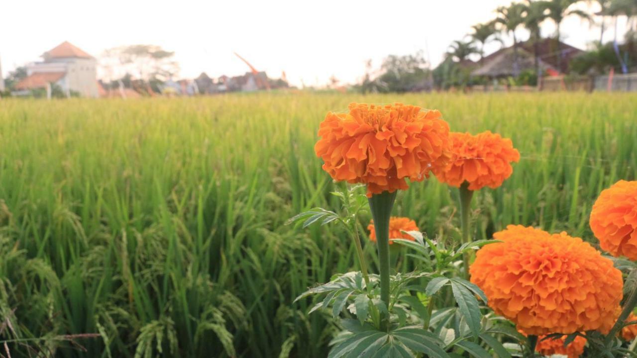 Villa Padi Canggu  Exterior photo